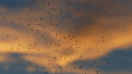 В Волгограде, Волжском и на острове Сарпинский потравят комаров и мошек