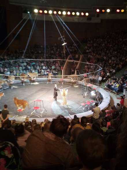Тигры на арене Волгоградского цирка