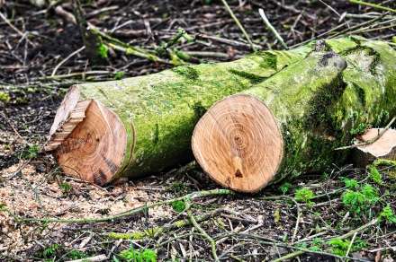 Не спросил у ясеня: житель Краснослободска незаконно срубил четыре дерева