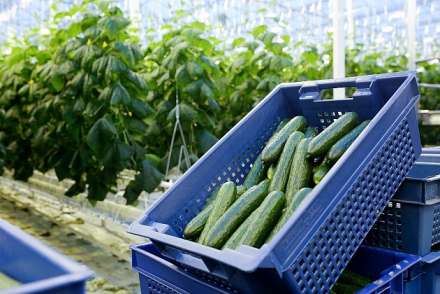 Реализация инвестпроектов вывела Волгоградскую область в лидеры по внесезонному производству овощей