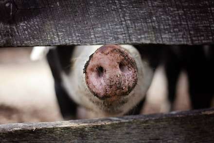 В одном из подворьев Волгоградской области выявили вспышку африканской чумы свиней