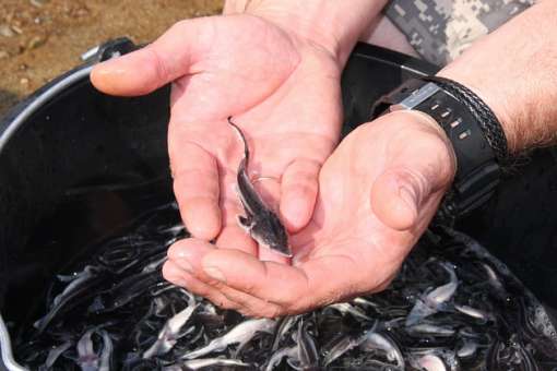 126 тысяч мальков ценных пород рыб выпущены в Волгу