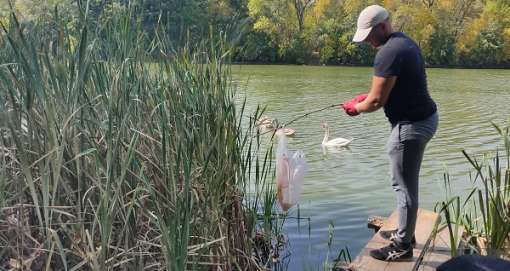 Место обитания лебедей в Урюпинском районе очистили от мусора