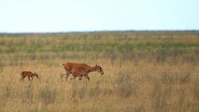 Стратегию спасения реликтовой антилопы придумывают в Волгоградской области