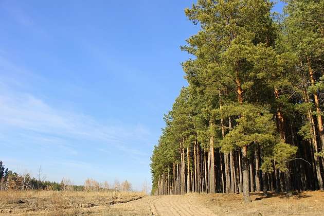 В Волгоградской области на 2021 год запланирован целый комплекс мероприятий в лесной отрасли