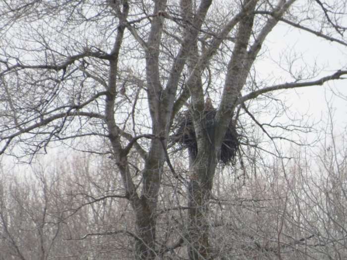 Гнездо редчайшего орлана-белохвоста обнаружили под Волгоградом