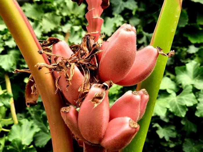 В Волгоградской области выращивают розовые бананы