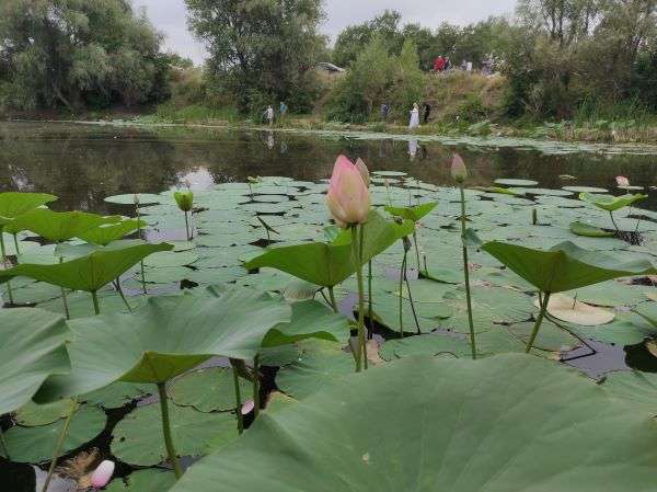 Уникальное озеро с цветущими лотосами  в Волго-Ахтубинской пойме  привлекает туристов