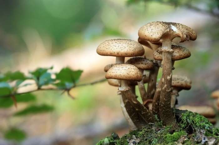 Волгоградцы, отравившиеся грибами, находятся в реанимации