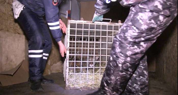 Волгоградские полицейские проводят проверку по факту перевозки экзотических животных
