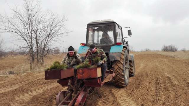 В лестничествах Волгоградской области   высадят  более 5 млн сеянцев
