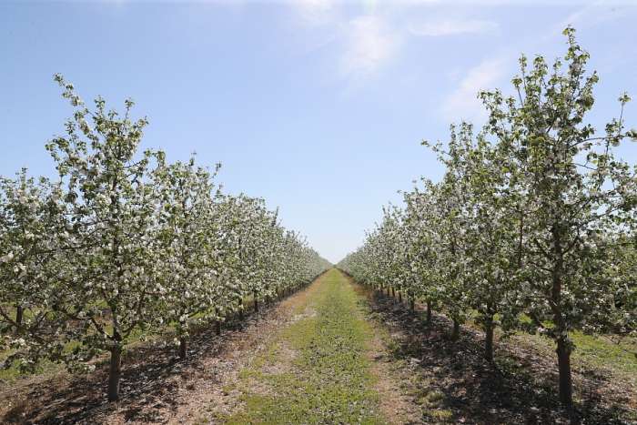 Андрей Бочаров :«В 2024 году Волгоградская область будет номером один по свежему яблоку в России»
