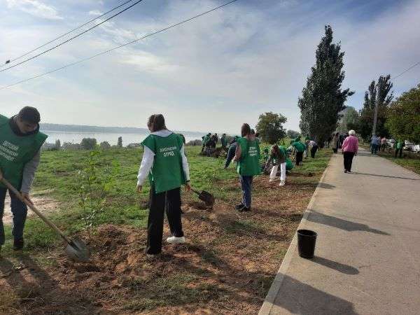 Участники экопроекта «Проросток» высадили свыше 100 саженцев деревьев  на Тулака в Волгограде