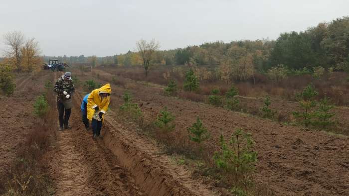 В Волгоградской области   высадят более 1,3 млн. сеянцев и саженцев на территории 13 лесничеств