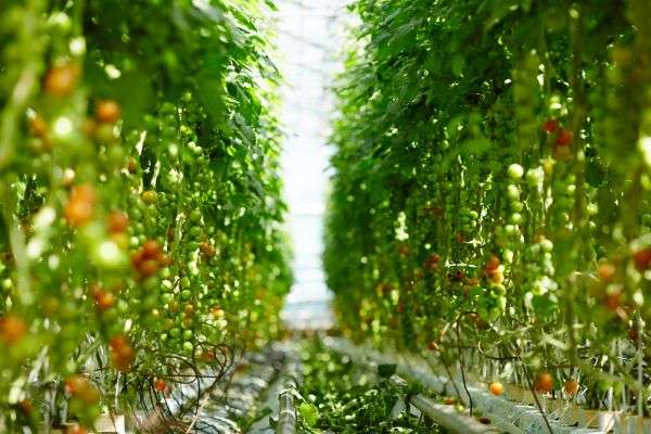 Аграрии Волгоградской области  вырастили в теплицах порядка 57 тысяч тонн овощей