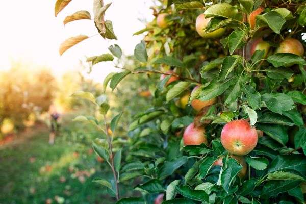 В Волгоградской области  в 2022 году собрано порядка 60 тысяч тонн плодов и ягод