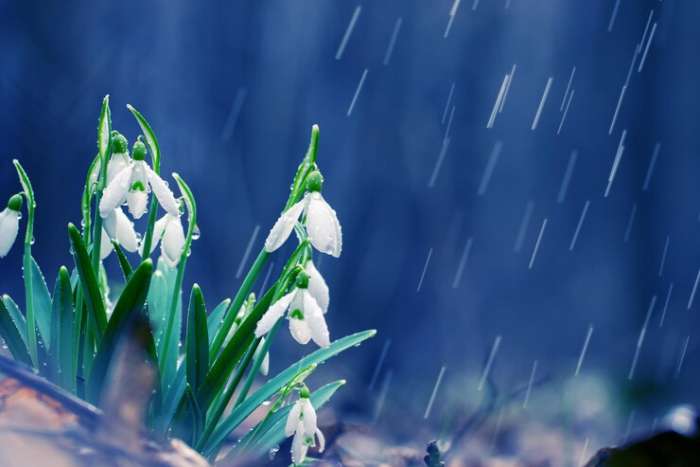 8 марта в Волгограде ожидается дождь и +11º