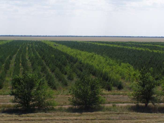 В волгоградском регионе   весной 2023 года  высадили более  5 млн. деревьев