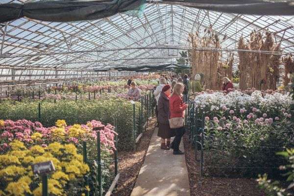 «Бал Хризантем» в волгоградском  ботаническом саду  посетили более 9 тысяч человек