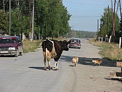 Под Волгоградом корова придавила погонщика скота после столкнове