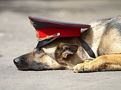 служебная собака