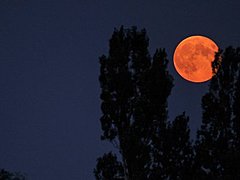 В ночь на 14 ноября жители Земли смогут увидеть гигантскую луну