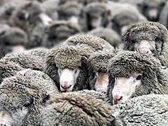 Фермер из Волгоградской области расплатился за долг отарой овец