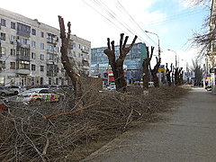 В Ворошиловском районе произвели санитарную обрезку вязов