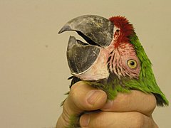 Житель Камышина свернул голову попугаю на глазах 11-летнего пасы