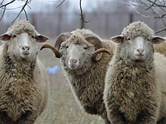 Под Волгоградом двое селян угнали и сдали на мясо отару овец