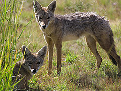С 15 сентября в волгоградском регионе откроется охота на волка и
