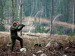 Под Волгоградом оштрафовали браконьера, застрелившего кабана в г