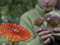 Семья волгоградцев с десятилетним ребенком отравилась грибами