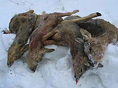 Под Волгоградом браконьер задержан за убийство четырех косуль