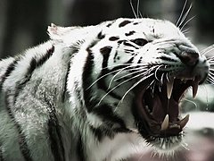 В Волгограде белый тигр едва не разорвал работника цирка