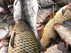 Под Волгоградом полицейские задержали браконьера с мешком рыбы