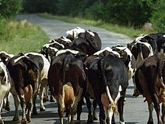 68 коров не доехали до Волгоградской области из-за проблем с док