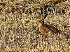 Под Волгоградом браконьеры открыли досрочную охоту на зайцев