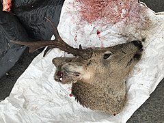 Под Волгоградом задержаны браконьеры, застрелившие косуль