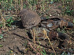40 смелых: на севере Волгограда поисковики нашли останки защитни