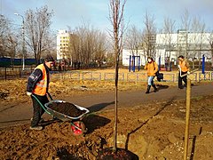 В парке Героев-летчиков высадили уже свыше 700 деревьев хвойных