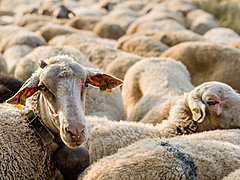 Под Волгоградом фермер расстрелял отару овец соседа