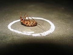 Дети в Волжском погибли от отравления ядом для тараканов