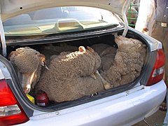 Похитители овец под Волгоградом попали в ДТП, сбегая от полиции