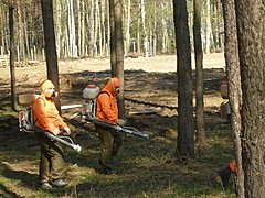 Волгоградские леса начали обрабатывать от вредителей