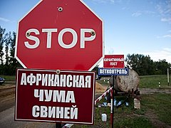 Африканская чума свиней не покидает Волгоградскую область