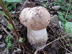 В природном парке «Волго-Ахтубинская пойма» появился «грибной» т