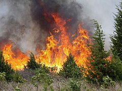 Пожары в Волгоградской области происходят из-за отсутствия опашк