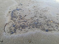В акватории Волги обнаружено двухкилометровое нефтяное пятно