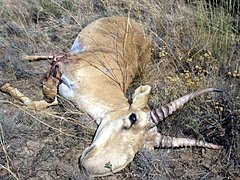 Под Волгоградом браконьеры застрелили сайгака